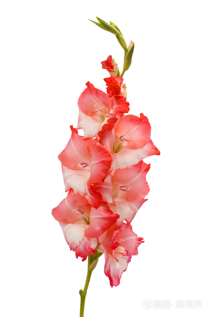 粉红色唐菖蒲