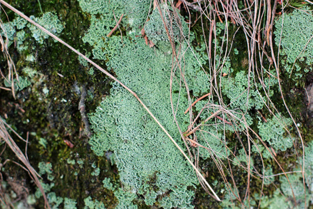 树褐色树皮的浮雕纹理与绿色苔藓和地衣上