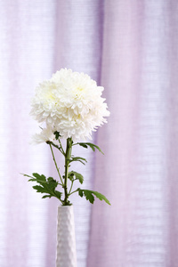 美丽的鲜花，插在花瓶里的窗帘背景
