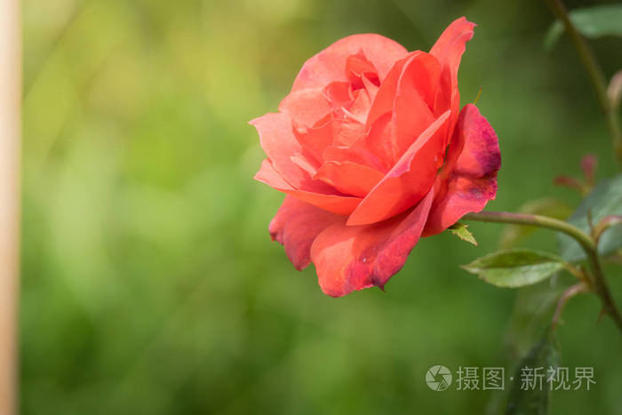 花园里的玫瑰，玫瑰是美丽与美丽的阳光灿烂的日子