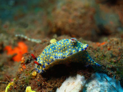 真正的海蛞蝓flabellina rubrolineata 裸鳃亚目,海蛞蝓蓝色蛞蝓华丽
