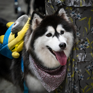 侠客黑白风头像图片