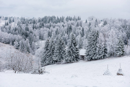 冬季景观与雪覆盖冷杉树。圣诞明信片概念