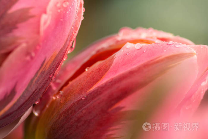 两朵饱和粉红色的郁金香花 特写用浅聚焦在柔和的灯光下 柔软柔和的春郁金香花随雨水自然背景而滴下 雨后两个郁金香壁纸 照片 正版商用图片08stlo 摄图新视界