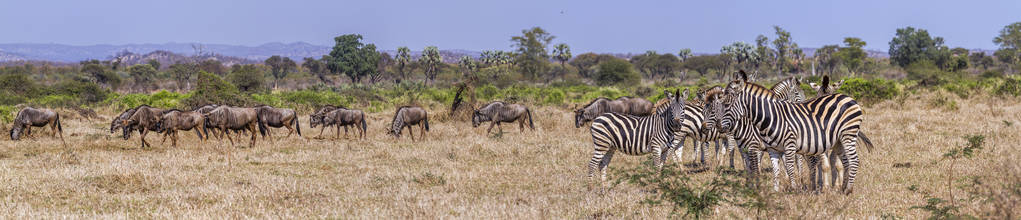 南非克鲁格国家公园的平原斑马和蓝角羚马斑驴 burchellii 和 Connochaetes taurinus 的钱币