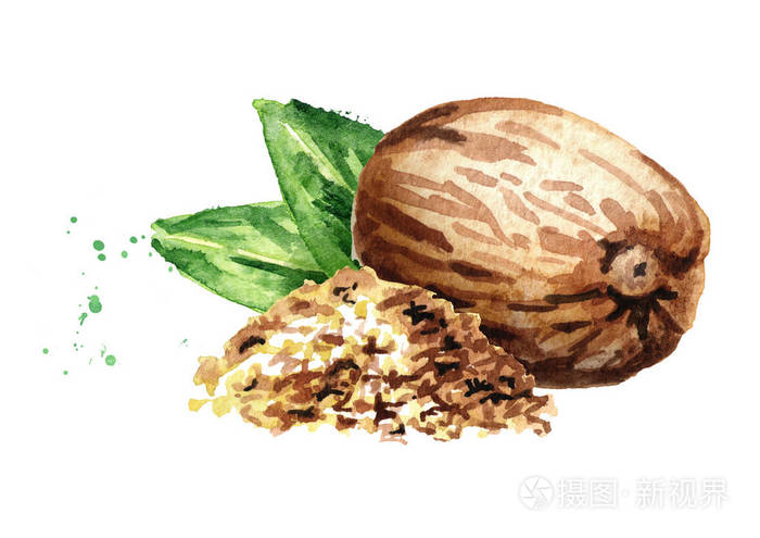 肉豆蔻坚果与绿色叶子和肉豆蔻粉.水彩手绘插图, 查出的白色背景