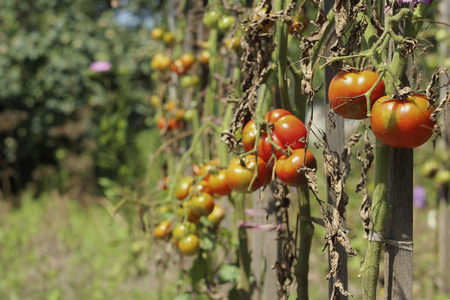 生病的西红柿在花园里, 蔬菜感染晚疫病, 作物枯萎
