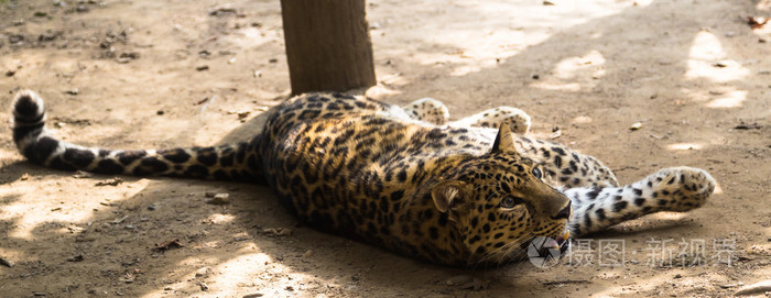 豹子躺在阳光下