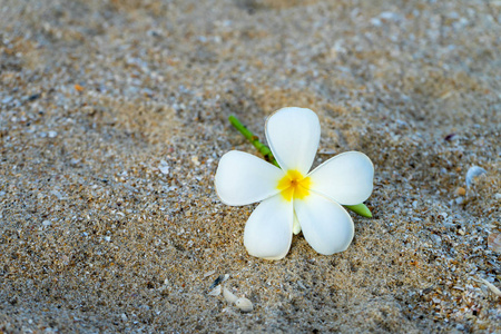 在沙子上关闭黄色和白色的花鸡蛋