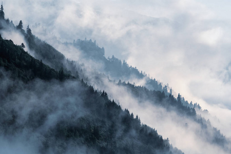 低卧谷雾中的森林山地斜坡与薄雾笼罩的常青针叶树剪影