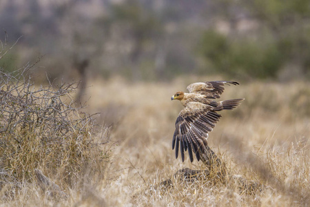 南非克鲁格国家公园的 Wahlberg s eagle仙人掌属