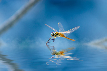 关闭蜻蜓在分支和水反射与蓝色背景