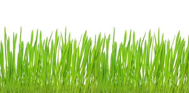 孤立在白色背景上的绿草