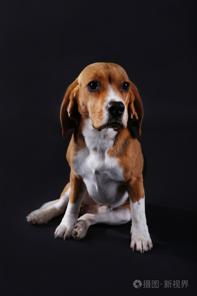 在黑暗的背景比格犬