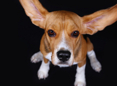 在黑暗的背景比格犬