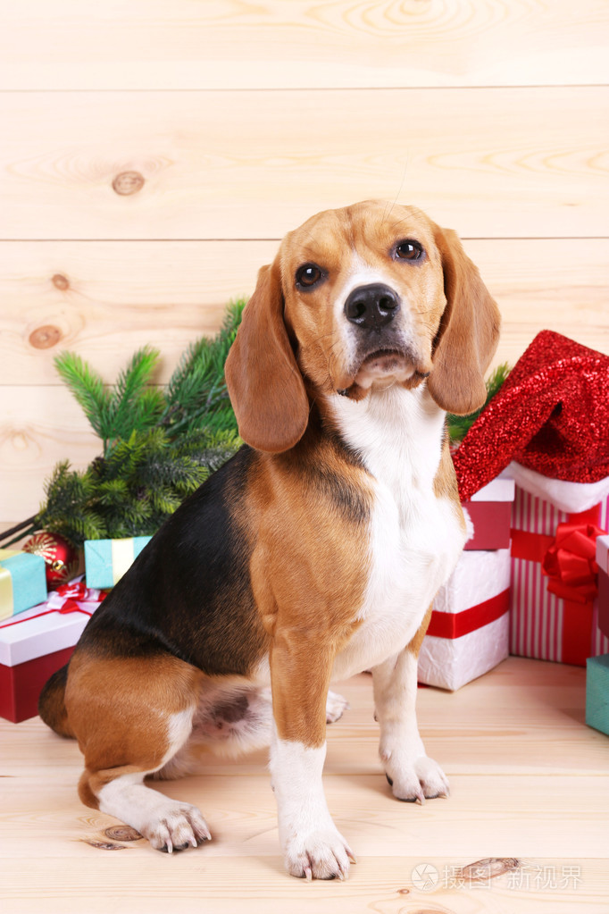 beagle犬与圣诞礼物
