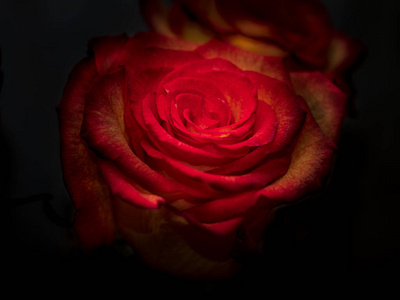 特写美丽的玫瑰花, 花瓣上滴, 不同的背景