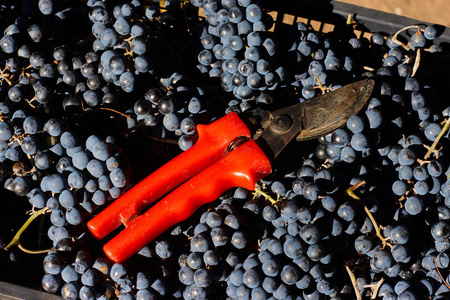 用于酿酒的蓝色葡萄。意大利葡萄园的葡萄树枝。抽屉里的红色剪刀。收获
