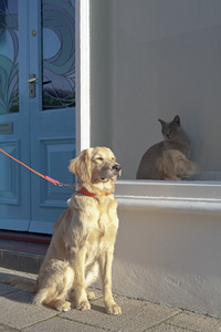 金色猎犬贵宾犬图片