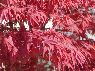 红叶自然植物