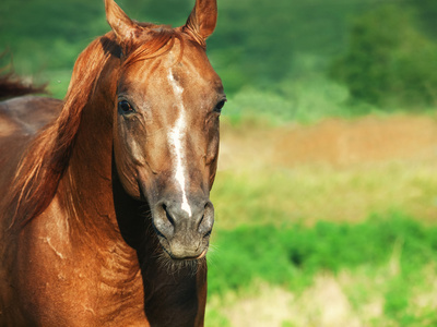 漂亮的栗色马，在自由的肖像
