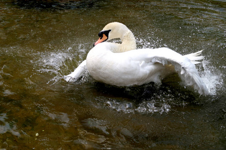 在一个池塘上的白色天鹅