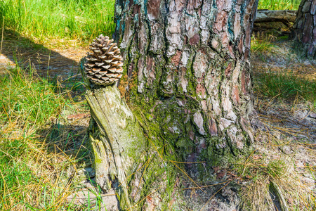 松树树的根图片