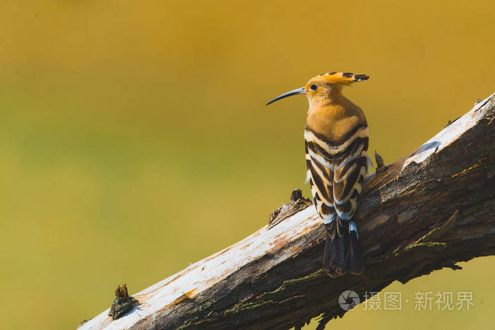 欧亚 Hoopoe, 普通 Hoopoe 或 Upupa epops, 树枝上美丽的褐色鸟