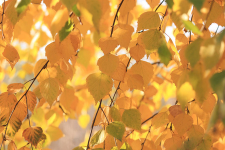 橙色和黄色秋天叶子改变颜色