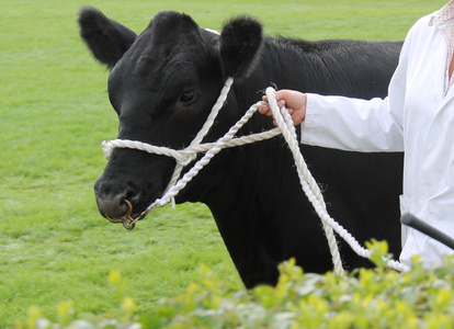 一个冠军黑色阿伯丁安格斯农场公牛动物