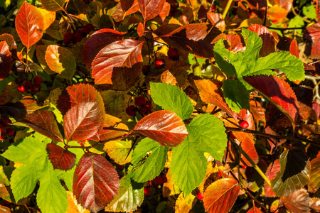 秋季背景与多彩的树叶