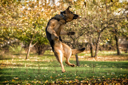 跳跃的狗德国牧羊犬