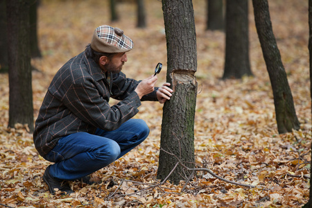 学习在秋季森林受损的树干的胡子植物学家照片