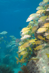 呼噜声，笛鲷珊瑚礁