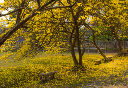 金树,乌桕培 tabeduia 香 (黄灯笼).尼科尔斯照片