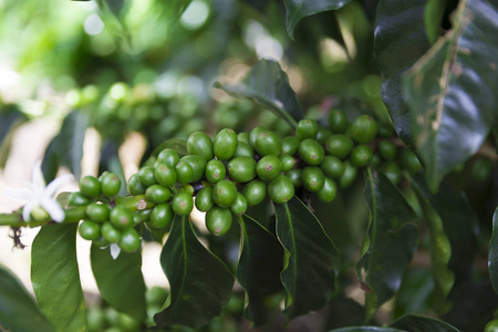 绿色咖啡豆在分支, 哥伦比亚咖啡种植园