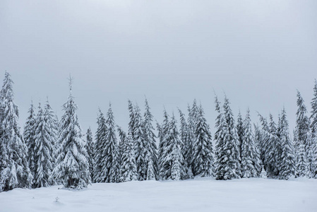冬季仙境, 云杉树森林覆盖着新鲜的雪
