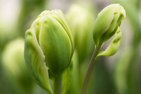绿色郁金香花美不胜收近距离使用浅焦点在柔和照明.
