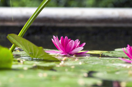 莲花在水面上的图像图片