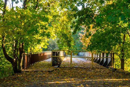 桥周围的秋树