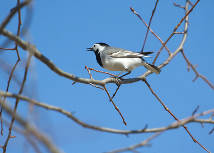 白鹡鸰鸟在春天坐在树枝上