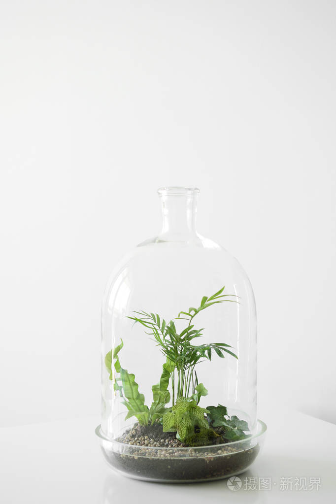 白色背景玻璃球瓶保护的花盆中的绿色植物