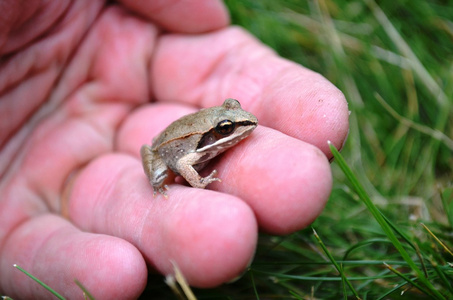 在人的手小友好青蛙