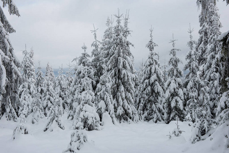 冬季景观与雪覆盖冷杉树。圣诞明信片概念