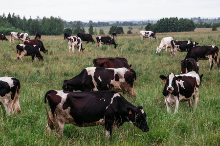 白色的婆罗门小牛图片