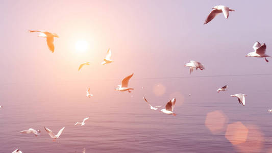 海鸥飞过沧海在夕阳的余晖图片