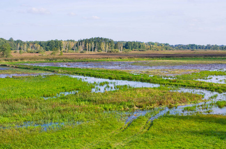 Bialowieza 森林沼泽地形波兰