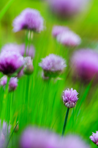 花园草药韭菜在花园里盛开