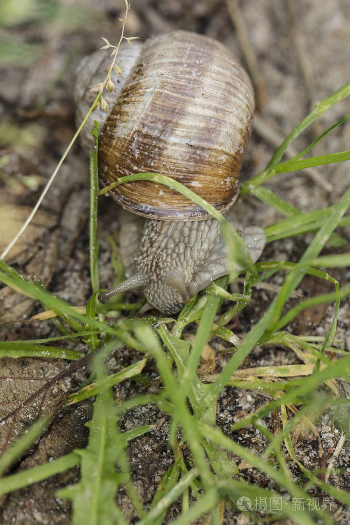 普通蜗牛在草丛中行走