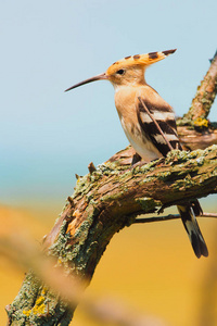 欧亚 Hoopoe, 普通 Hoopoe 或 Upupa epops, 树枝上美丽的褐色鸟